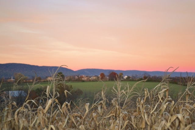 Sunset over a field