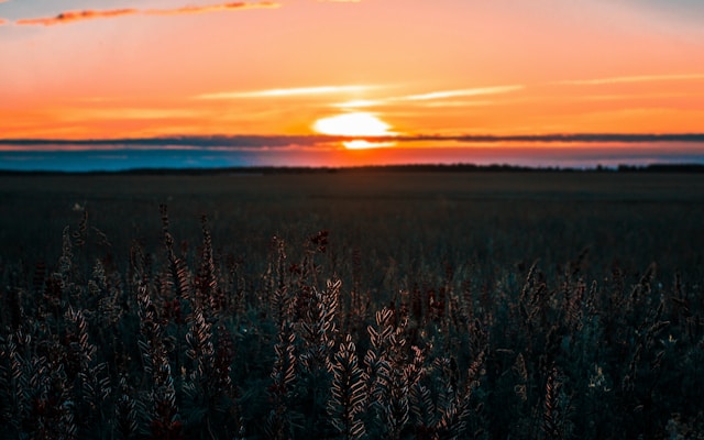 Sunset over a field
