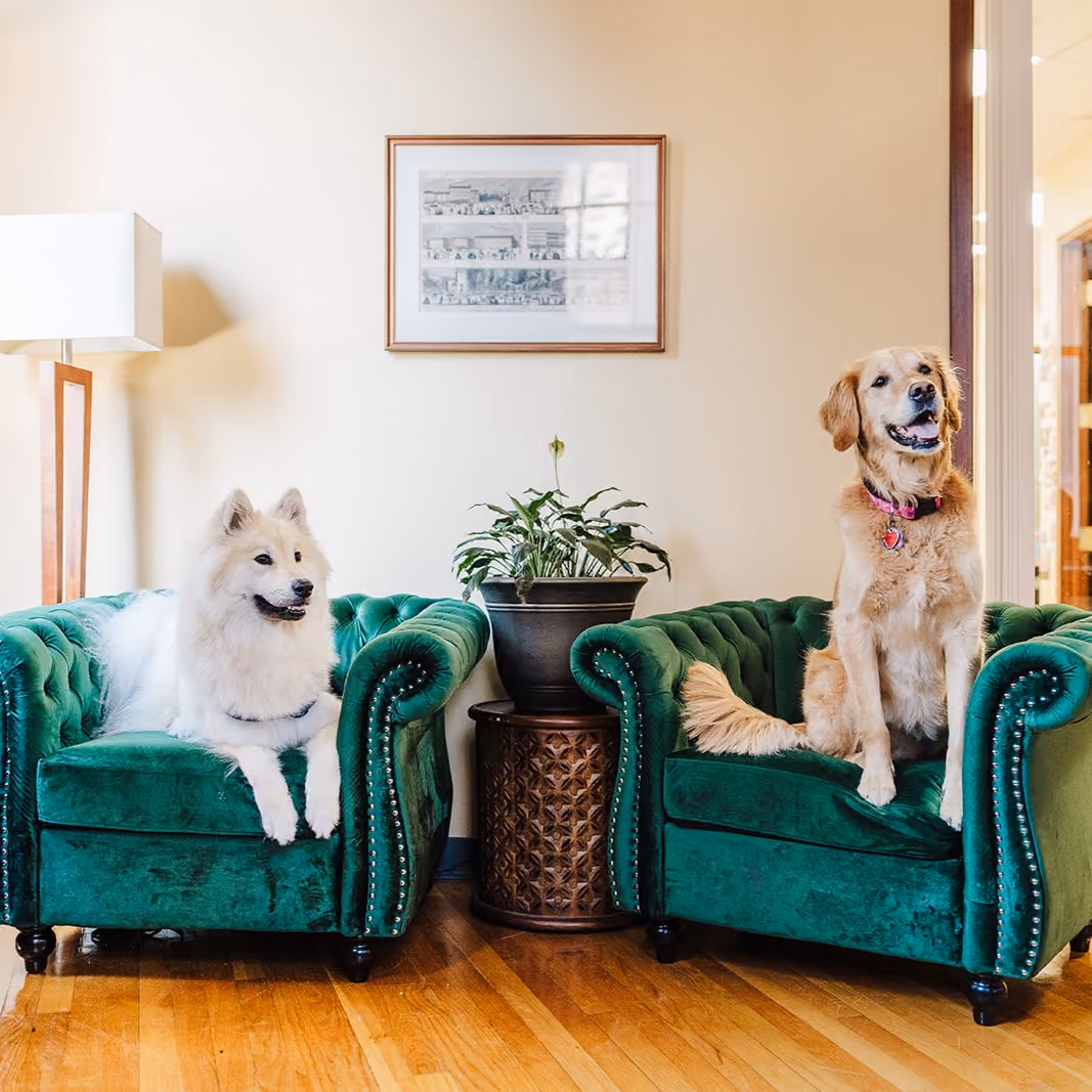 A white dog and a golden retriever sitting on green couches in MHJP's office.