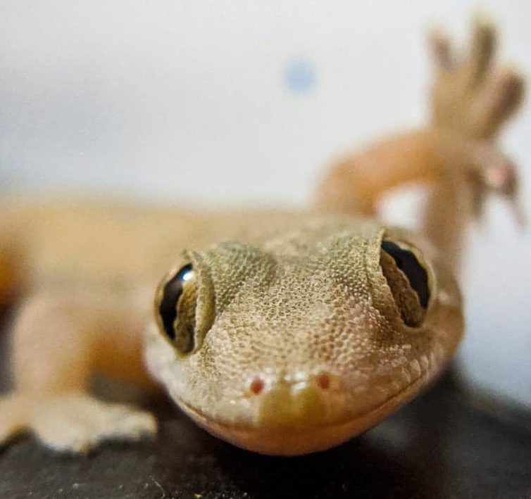 australian gecko