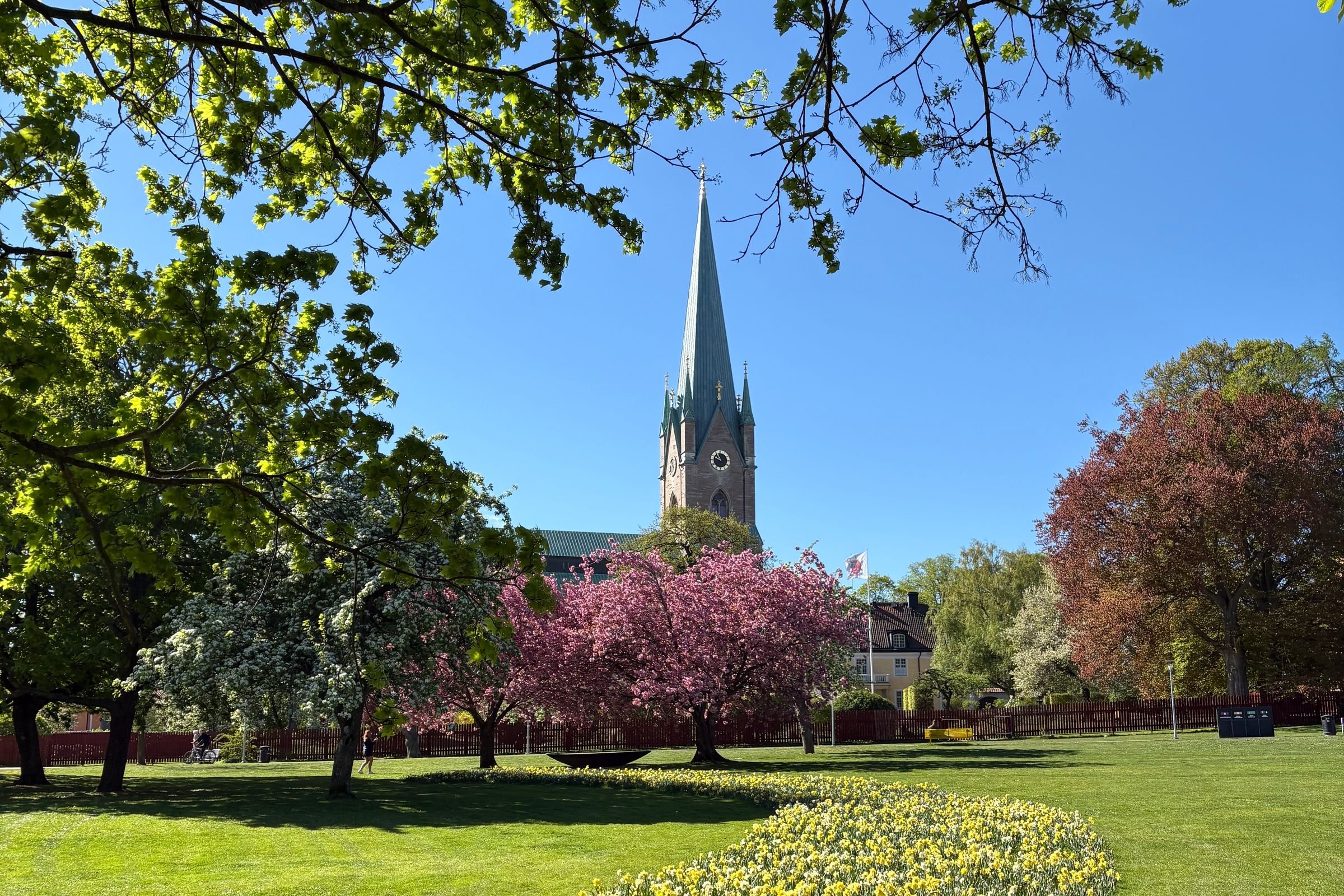 Linköpings domkyrka sedd över en blommande park