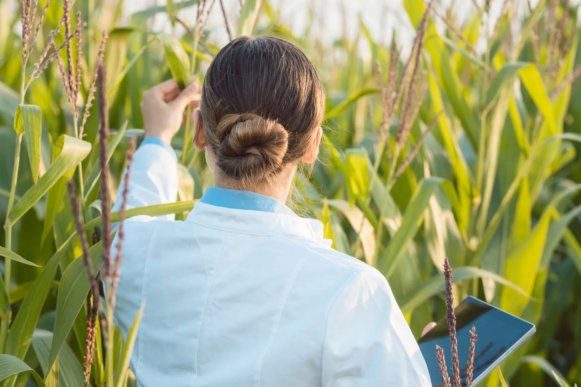 scientist in field