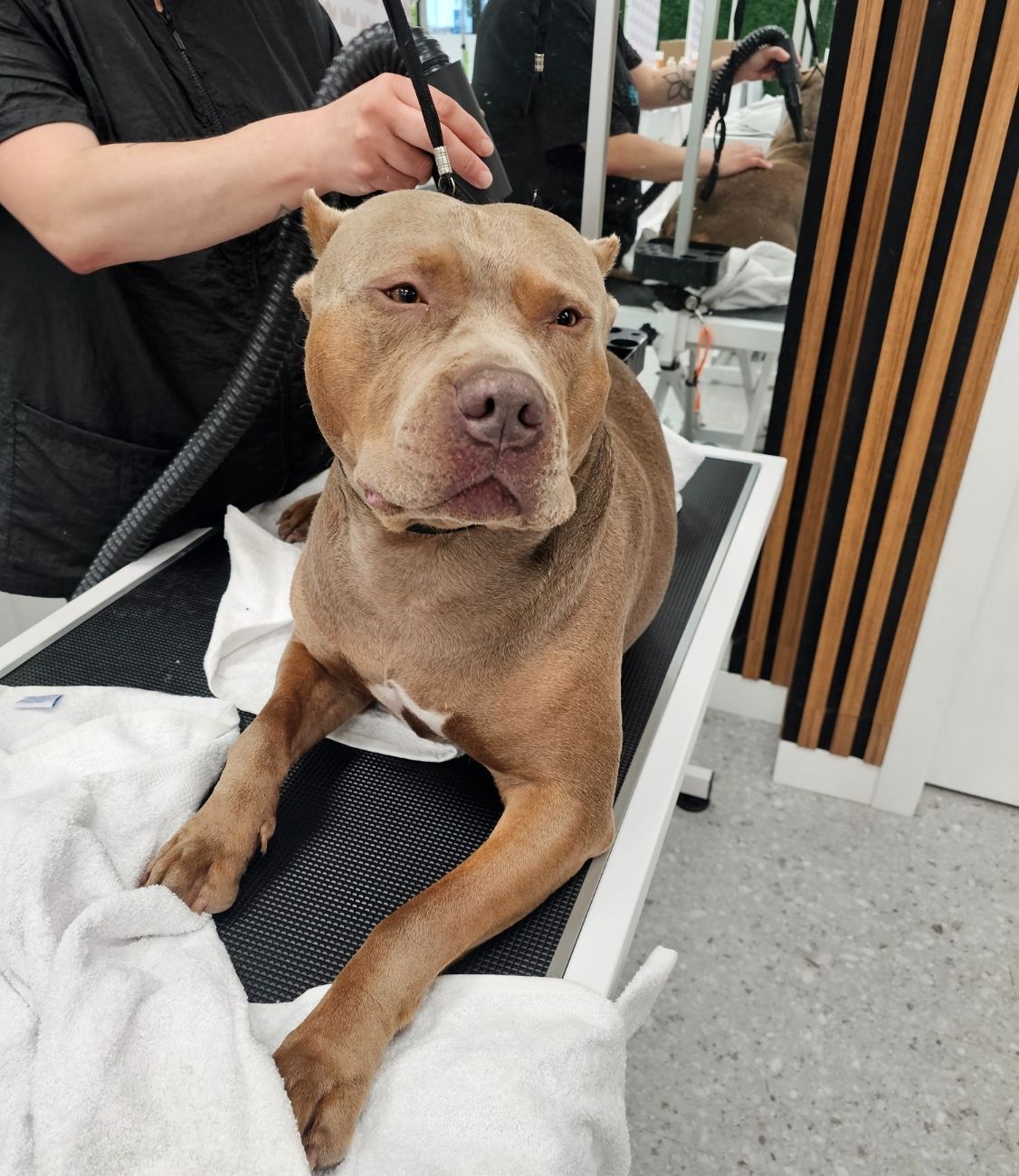 Image Barbershop