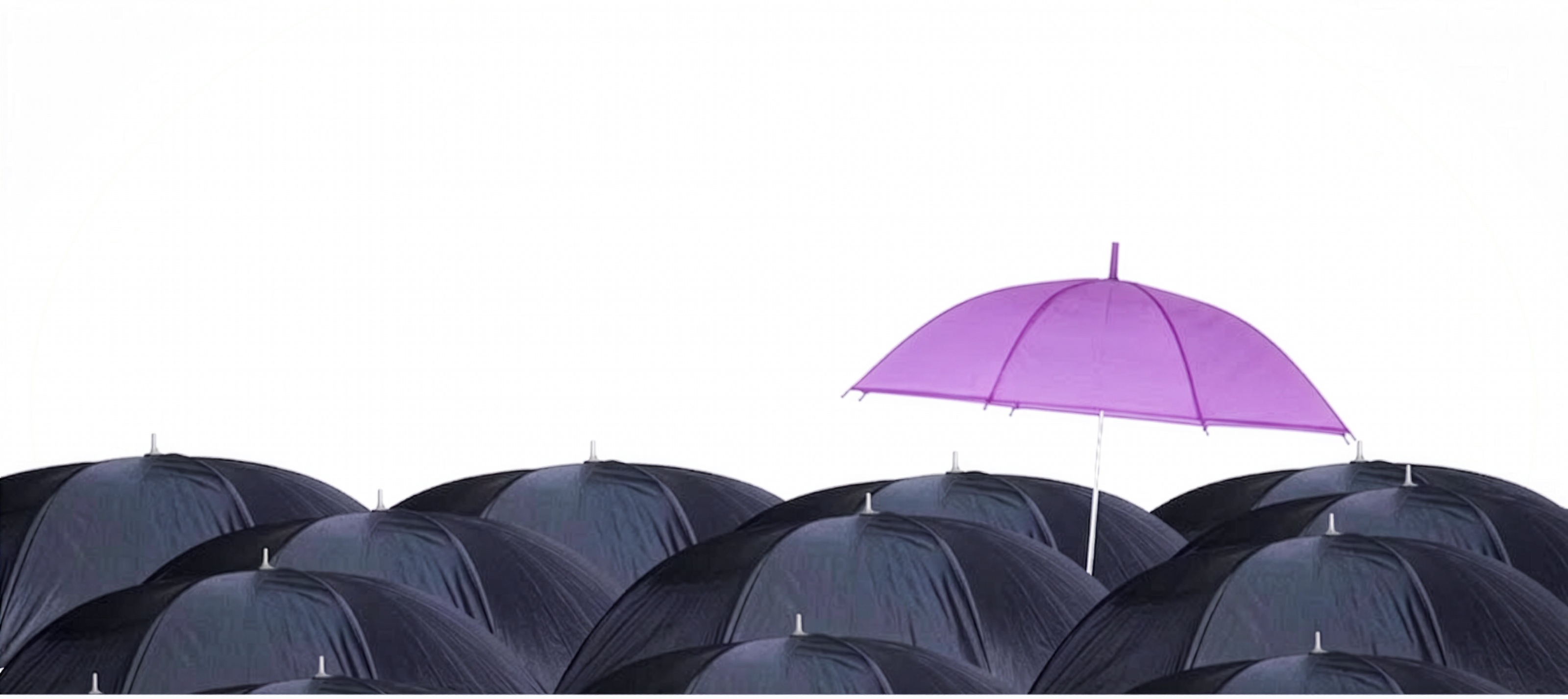 One purple umbrella standing out among many closed black umbrellas on a white background.