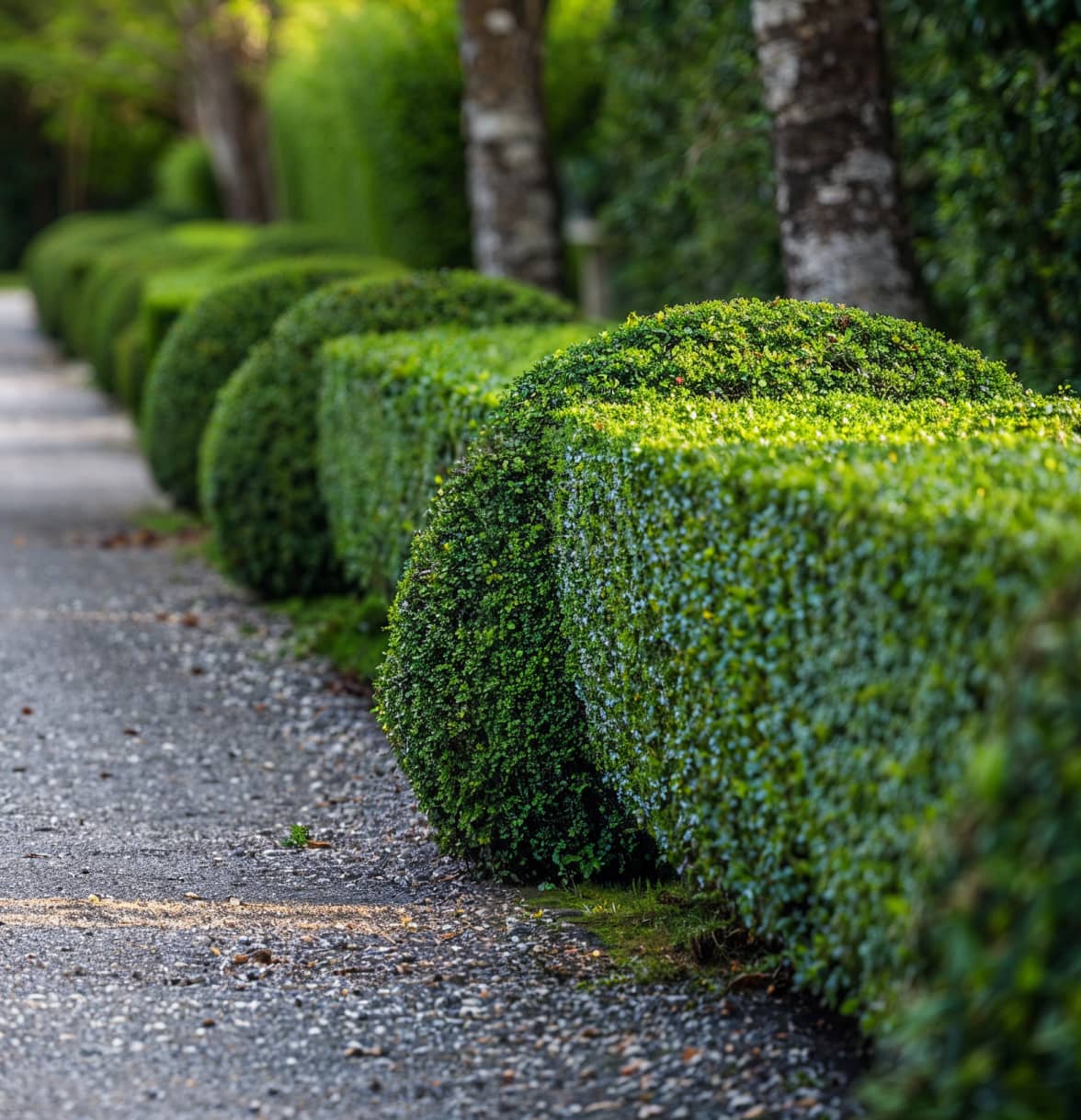 So wählen Sie einen Garten, der Ihren persönlichen Bedürfnissen entspricht: Schritt-für-Schritt-Anleitung