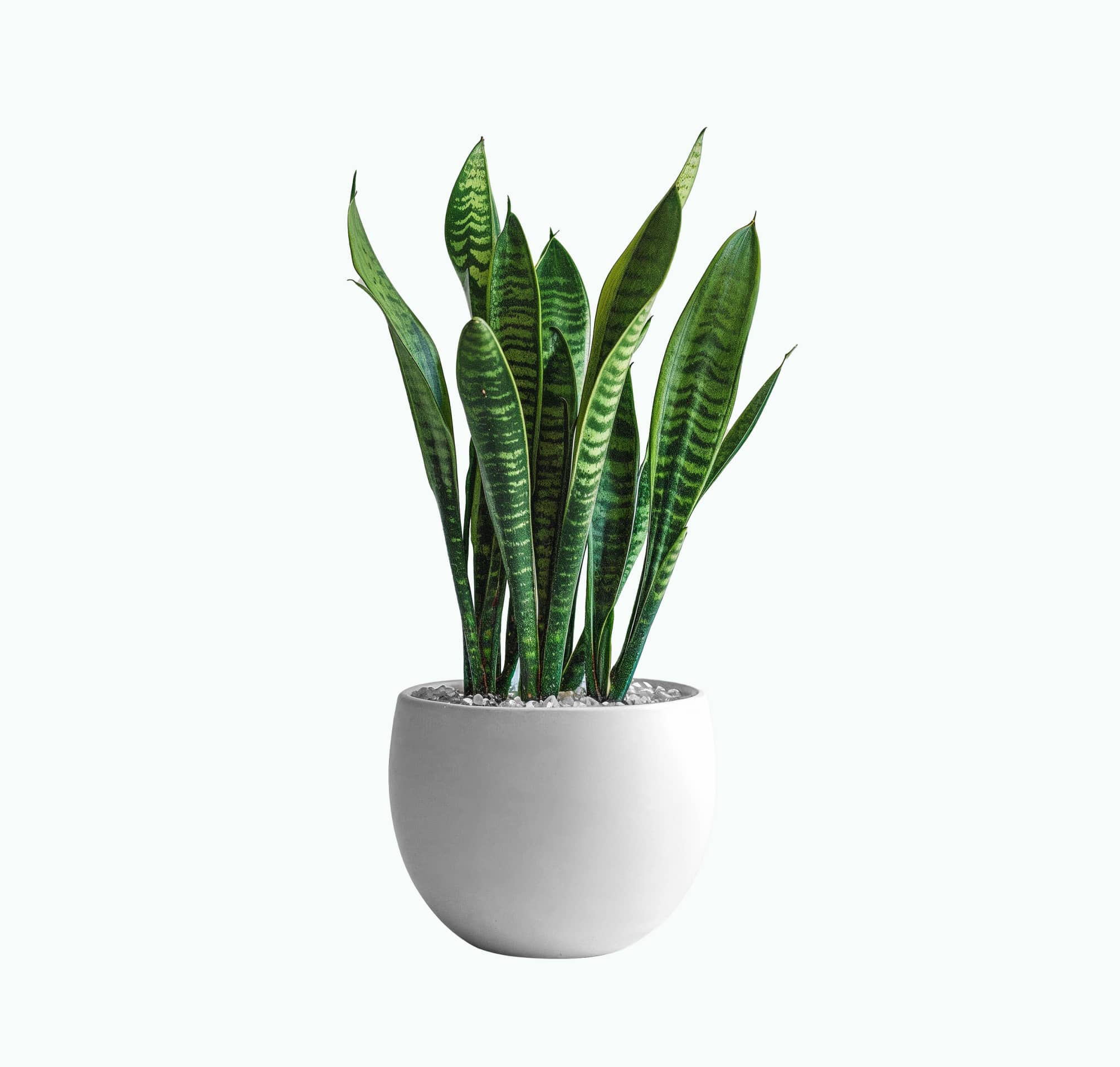 Snake Plant