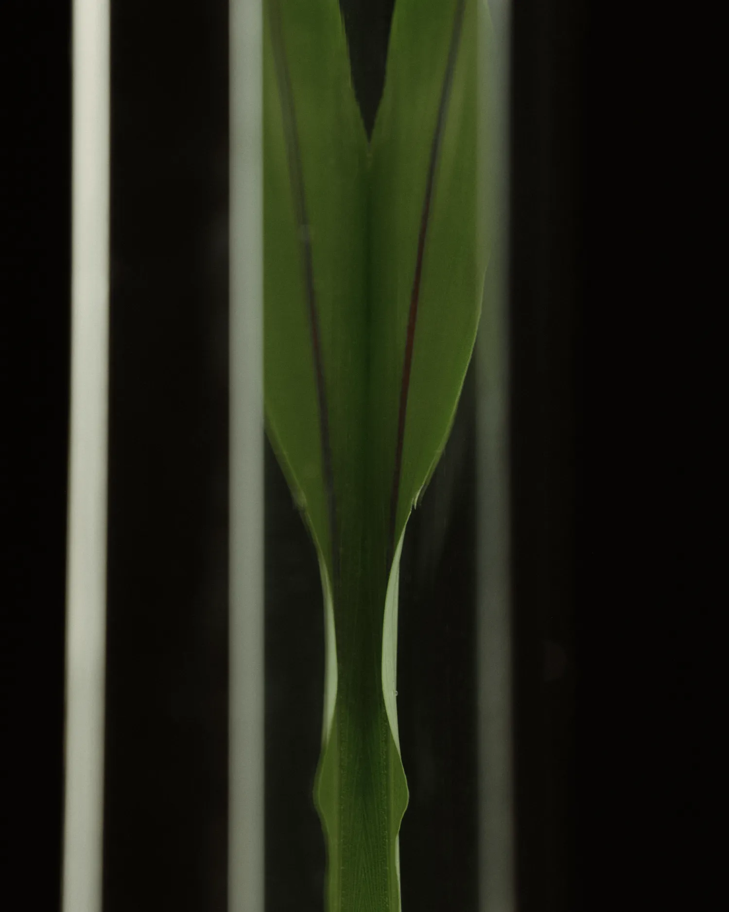 A green leaf in a glass vase.