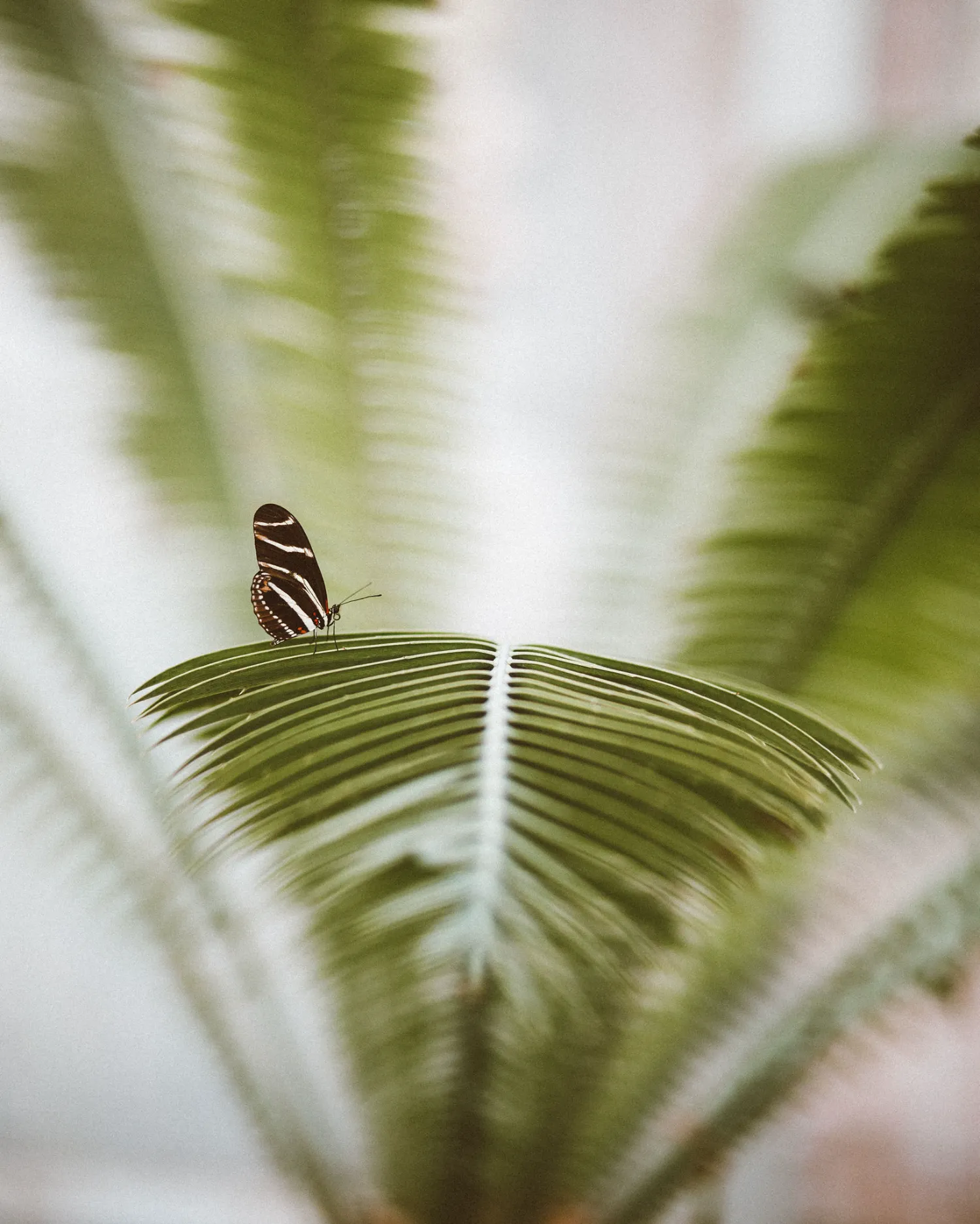 A butterfly is perched on a leaf.