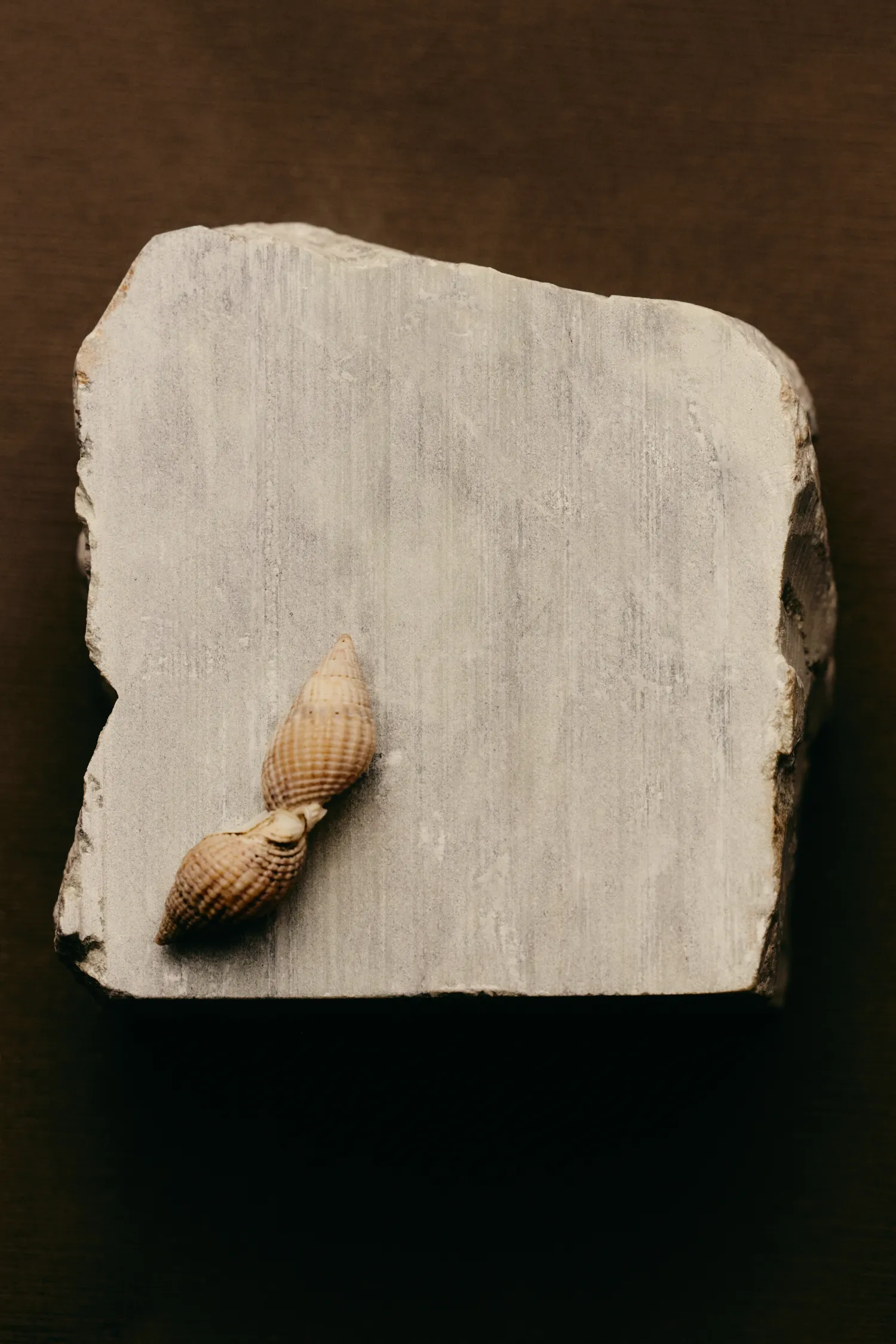 A rock with a shell on it.