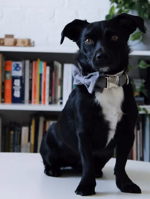 Benji