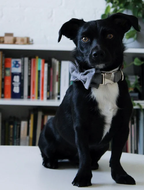 Benji