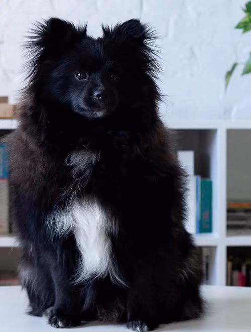 Gus