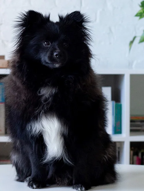 Gus