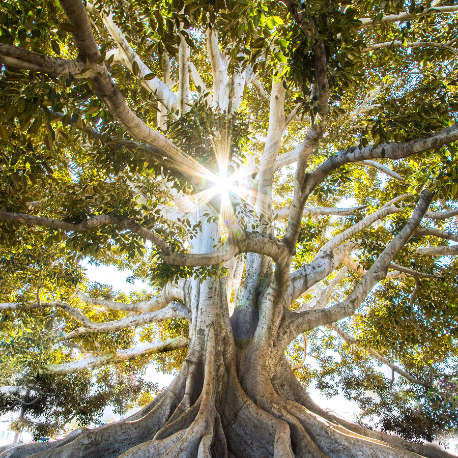 tree