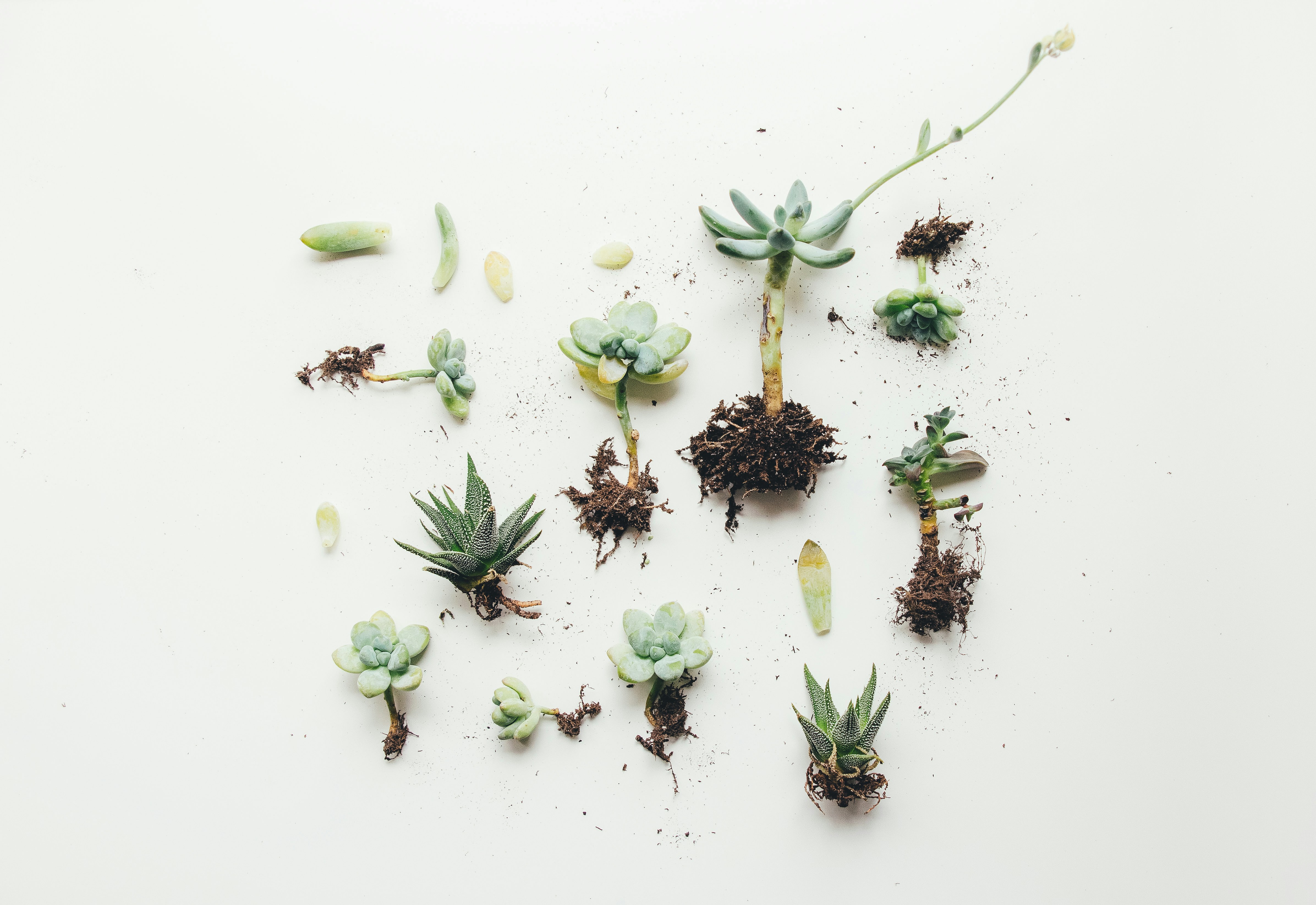 image of different healing plant types laid out in an arrangement on a blank white background with their root systems still intact.