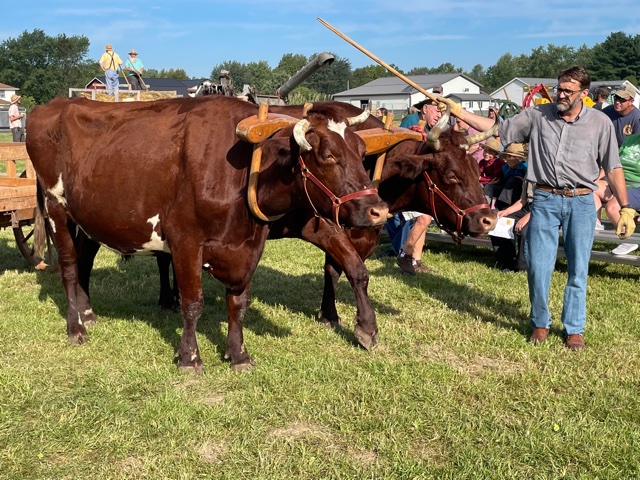 Oxen "Power for the modern Homesteader"!