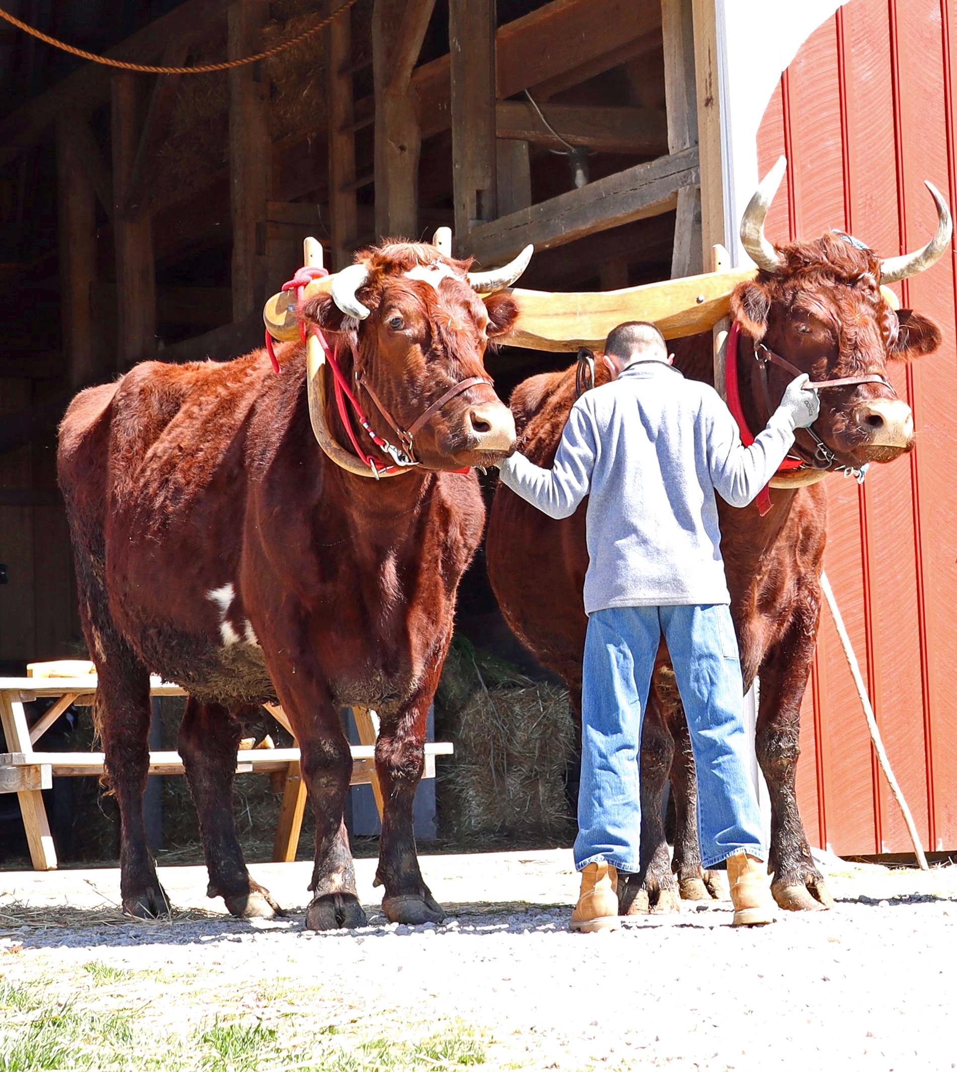 Bring Live Oxen to Your Event