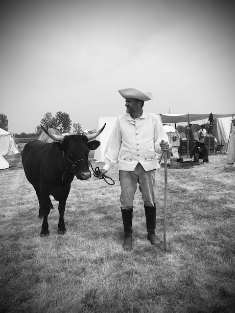 History of Oxen in American History! 