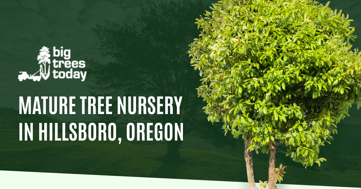 Big Tree Nursery for your Landscape | Big Trees Today