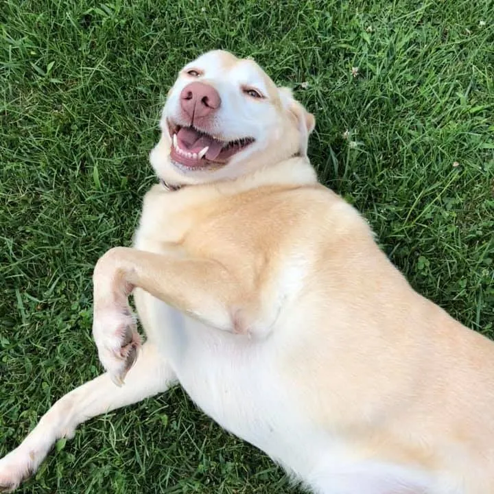 Light tan dog lying on grass with a happy, smiling expression.