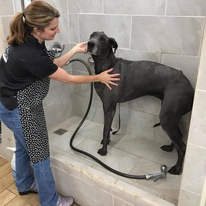 Woman in apron bathing a large black Great Dane dog in tiled shower with handheld sprayer.