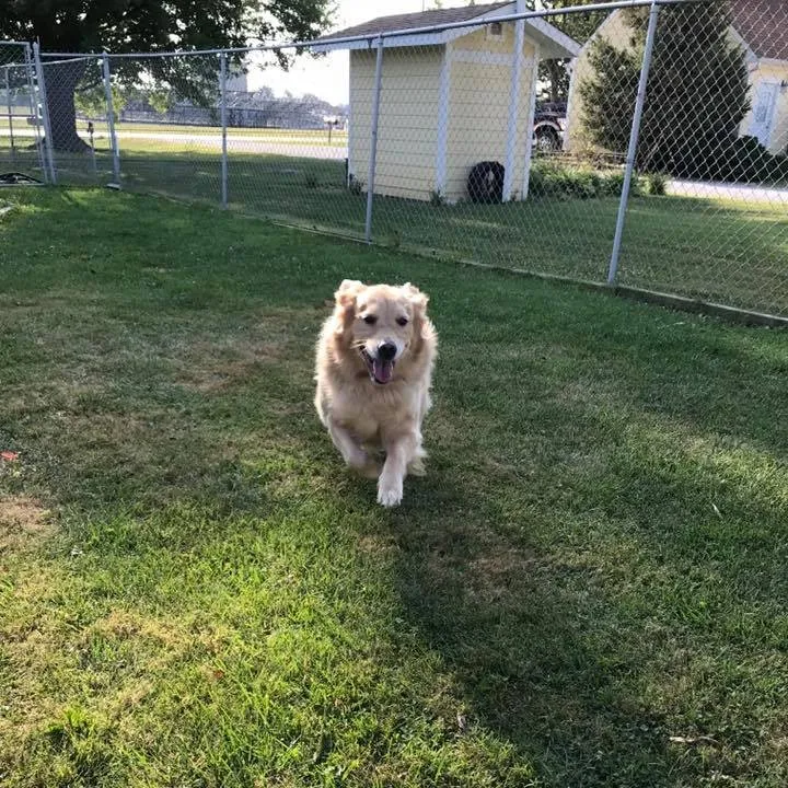 Golden retriever running on green grass in a fenced backyard with dog house and trees.