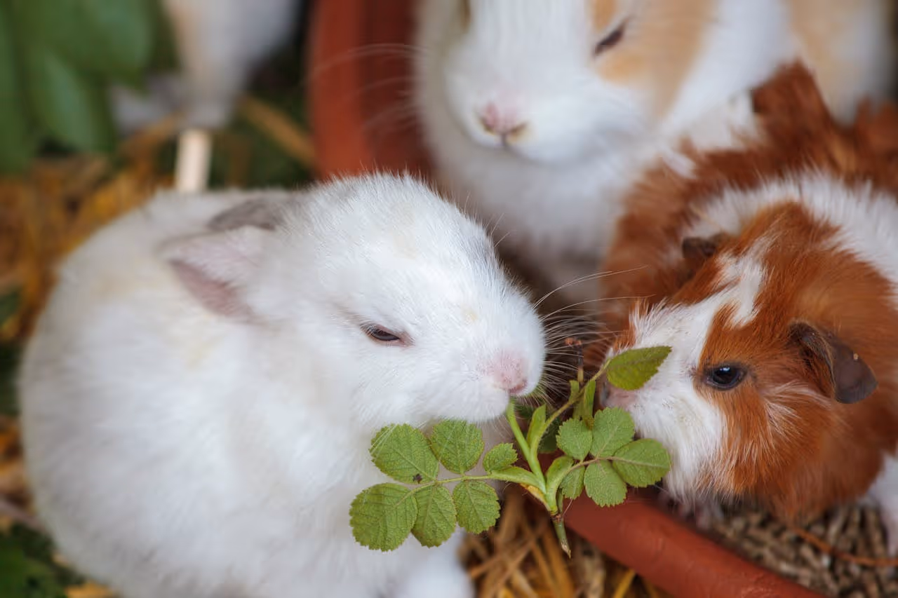 White rabbit and brown guinea pig eating green leaves together on hay bedding.