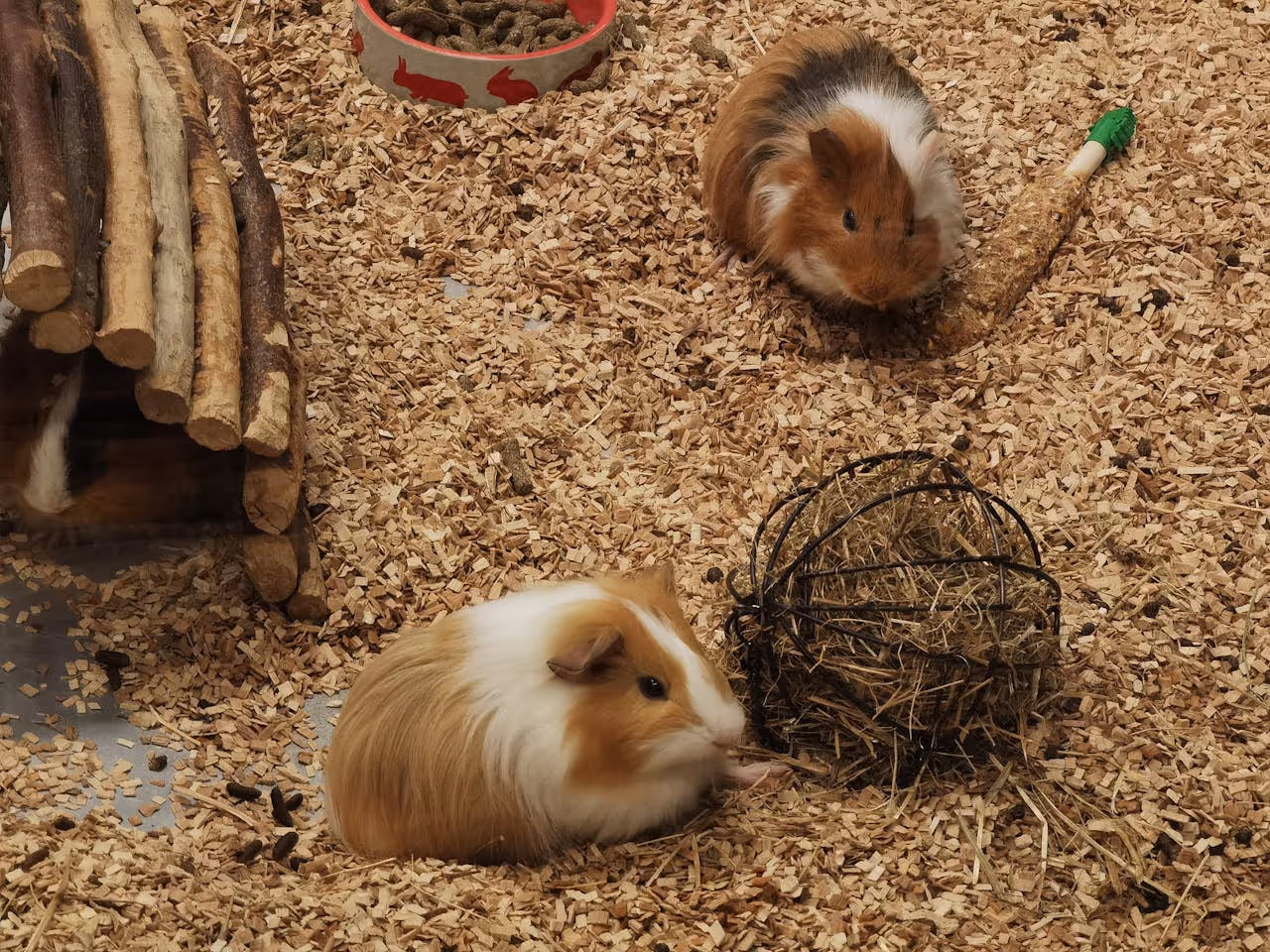 Two guinea pigs resting on wood shavings beside a wooden shelter, food bowl, and hay holder.