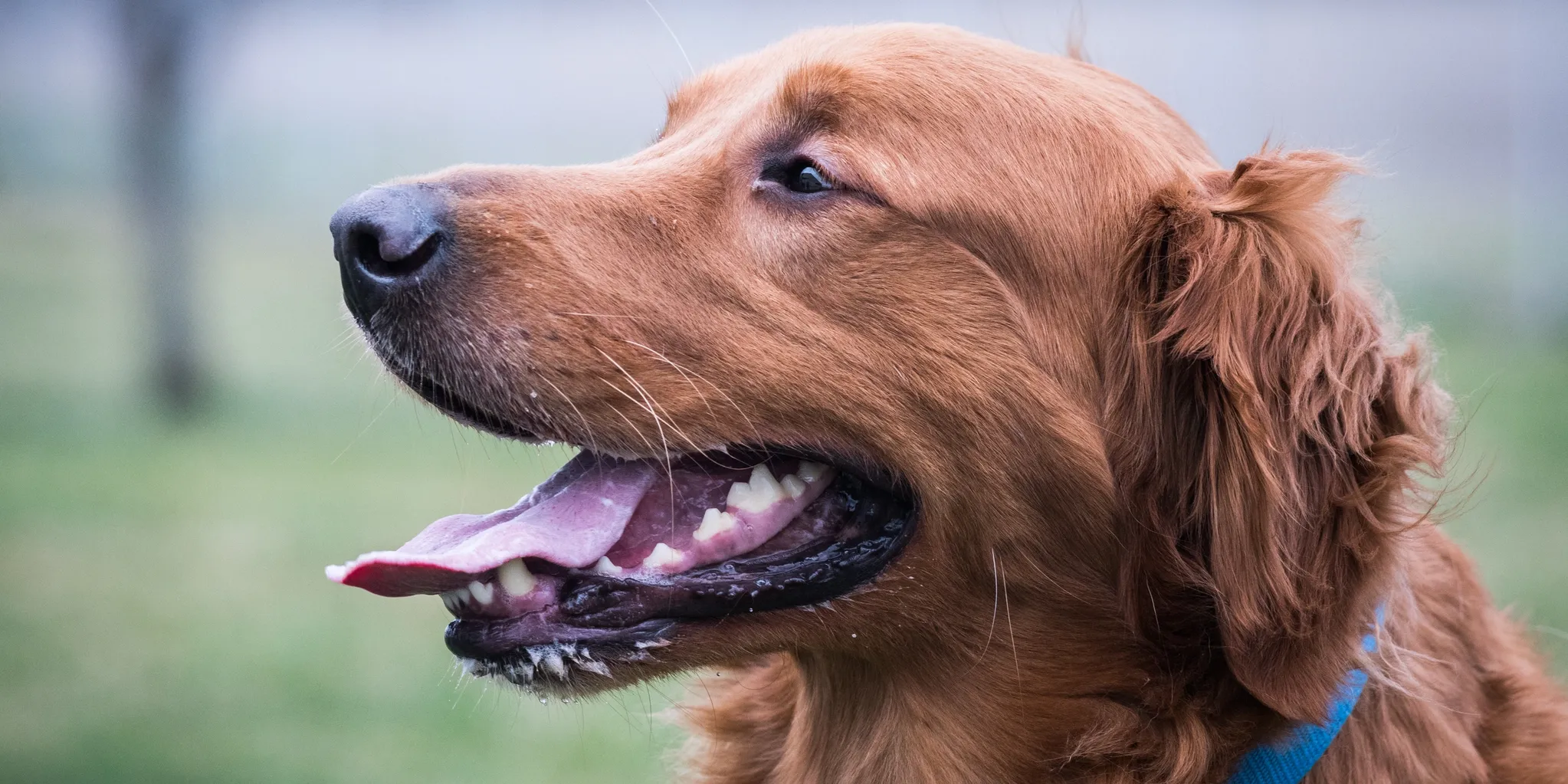 Two dogs are playing