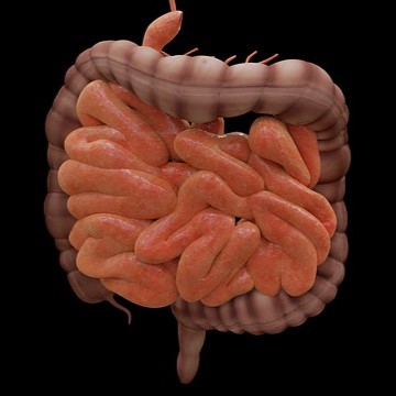 Darmgesundheit