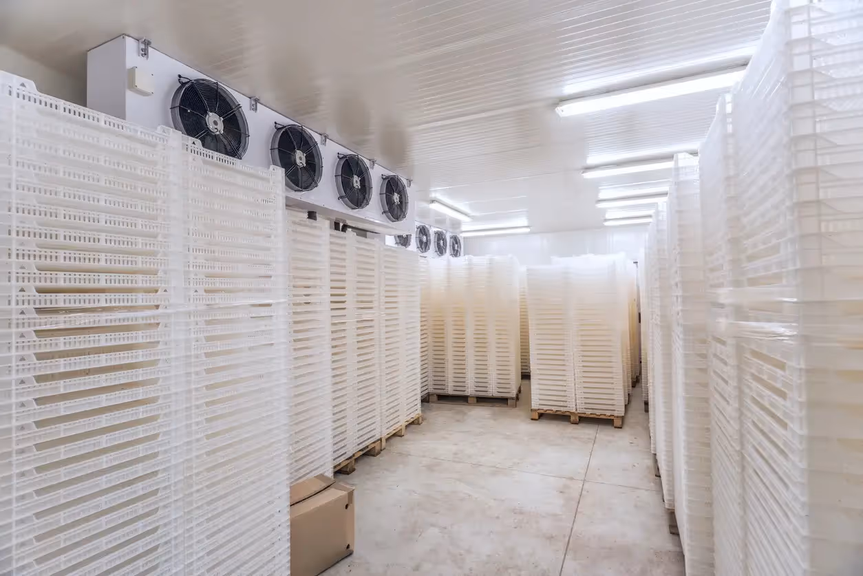 A long, empty corridor of a refrigerated warehouse, lined with towering stacks of white plastic crates
