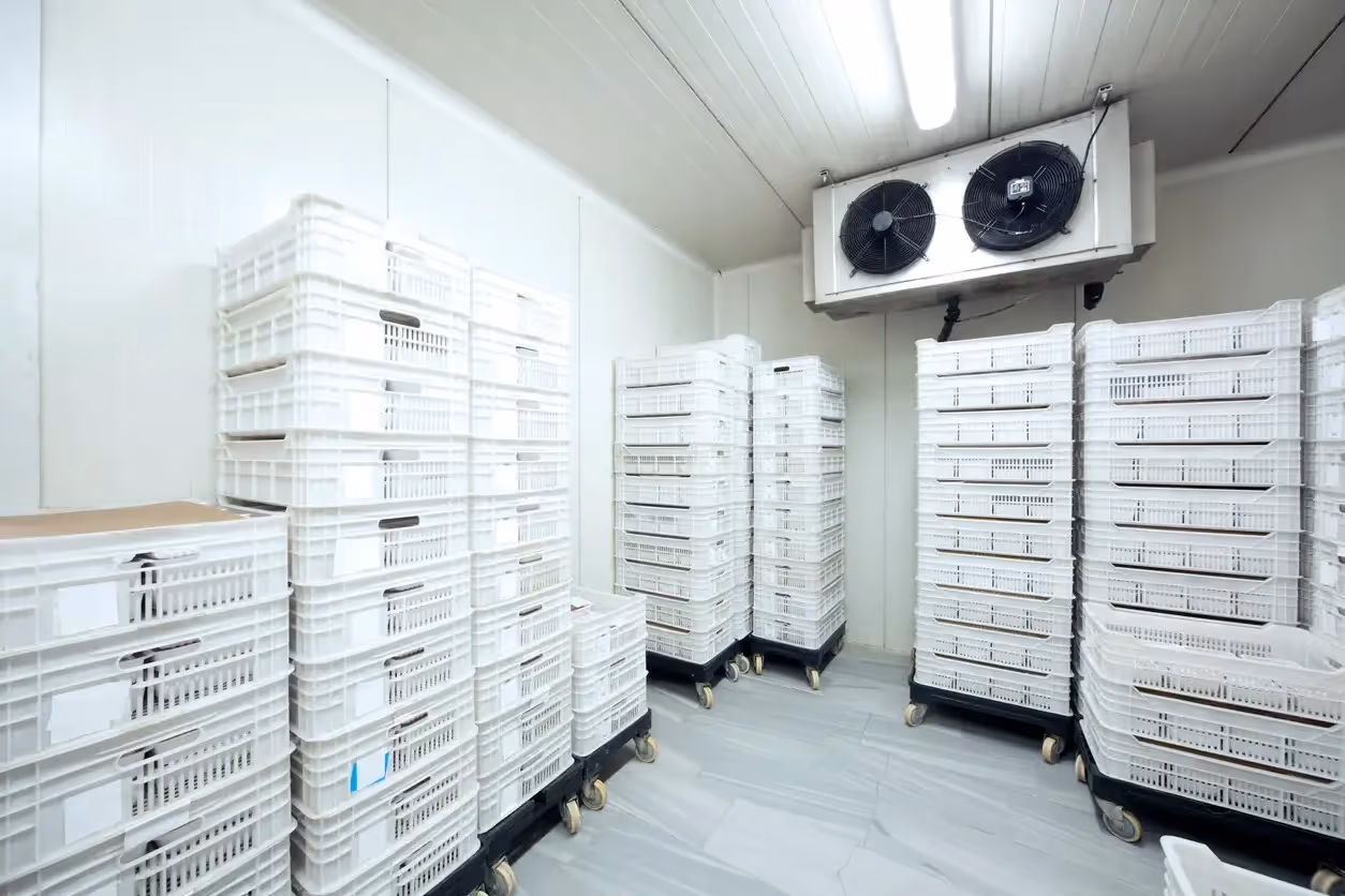 A cold storage room with tall stacks of white crates on wheels, and a large industrial fan unit on the ceiling