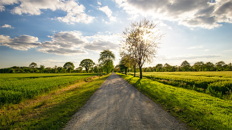 Langer Kiesweg mit Bäumen und grünen Feldern unter einem bewölkten Himmel bei Sonnenschein.