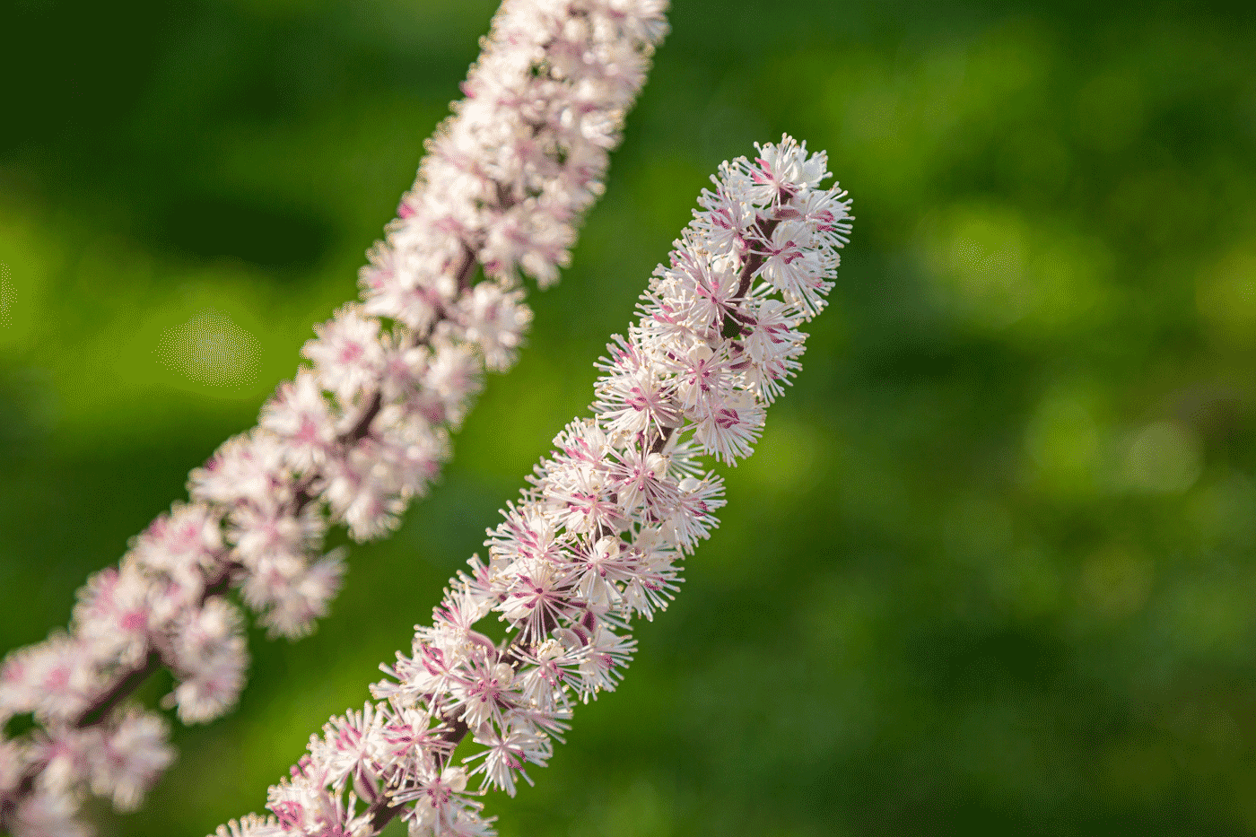 Closeup of black cohosh plant