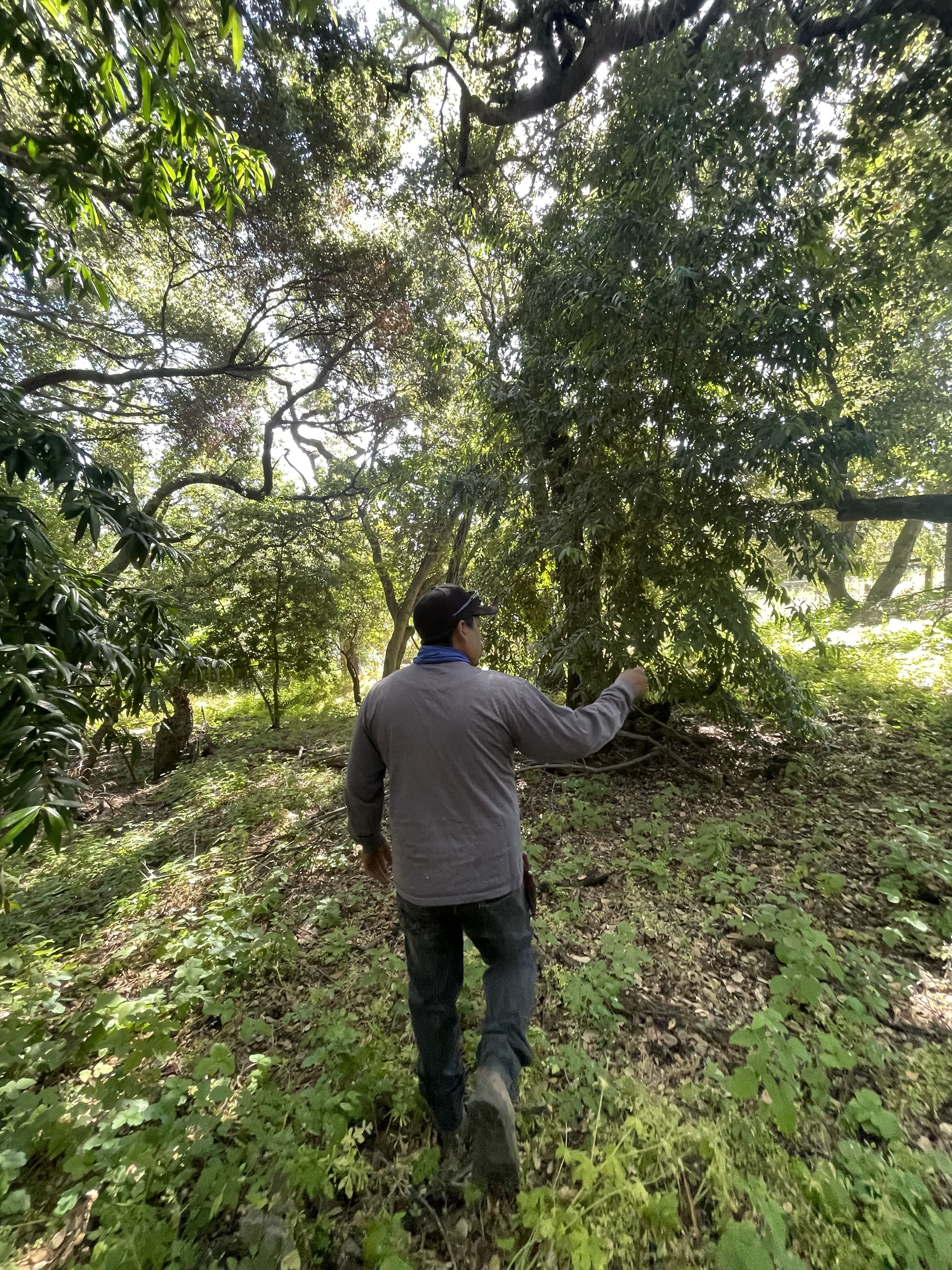 Garden Maintenance