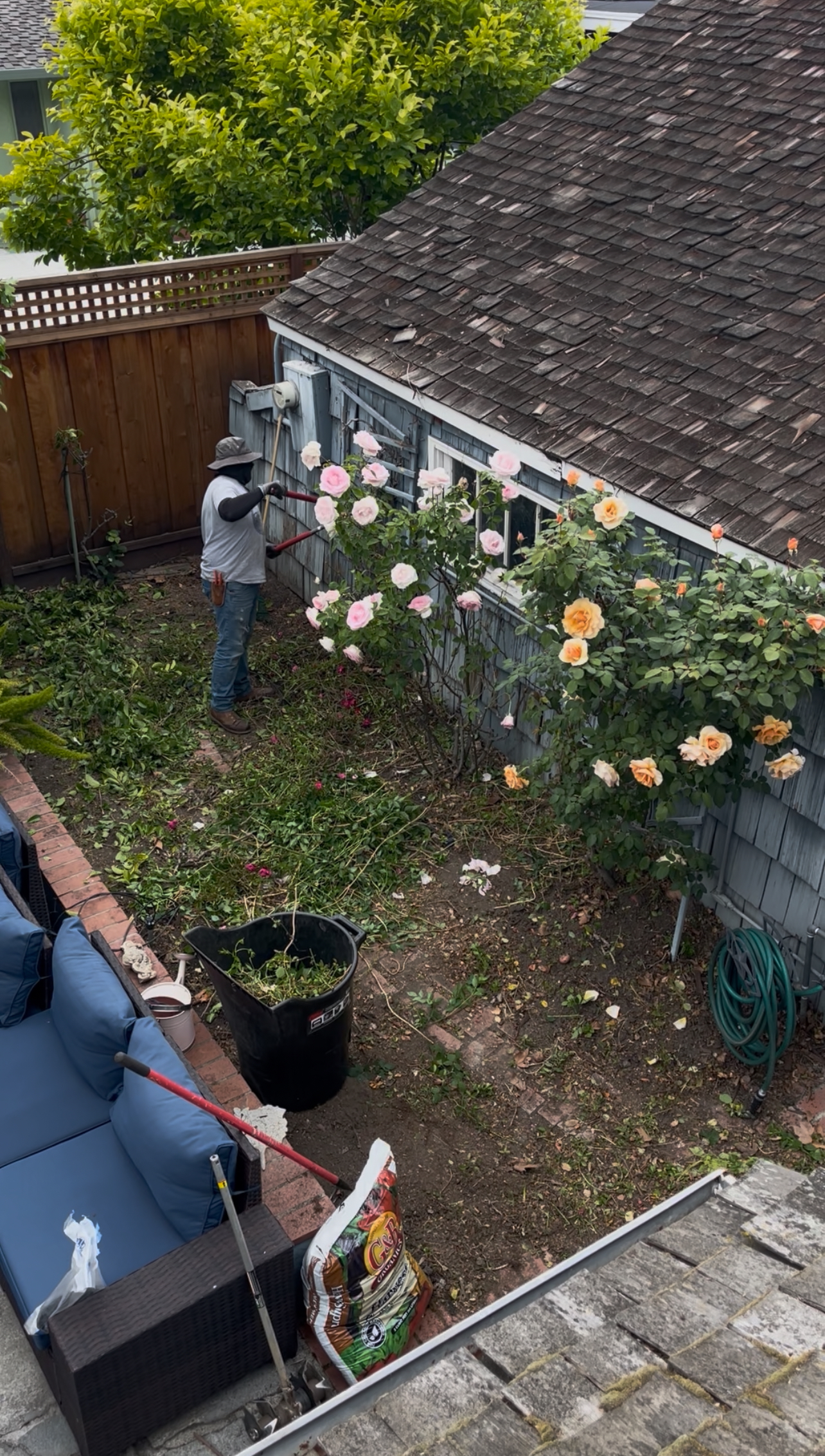 Lavender and maintained shrubs