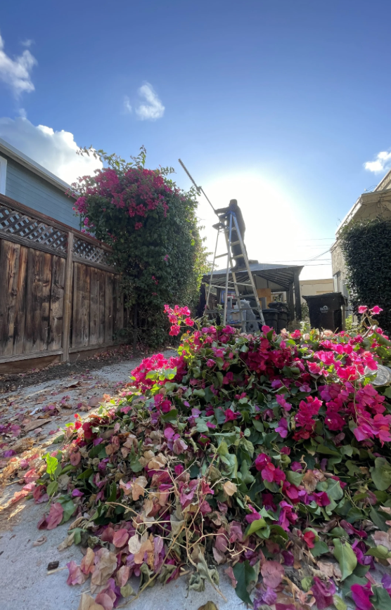 Pile of trimmed bougainvillea ready for haul away