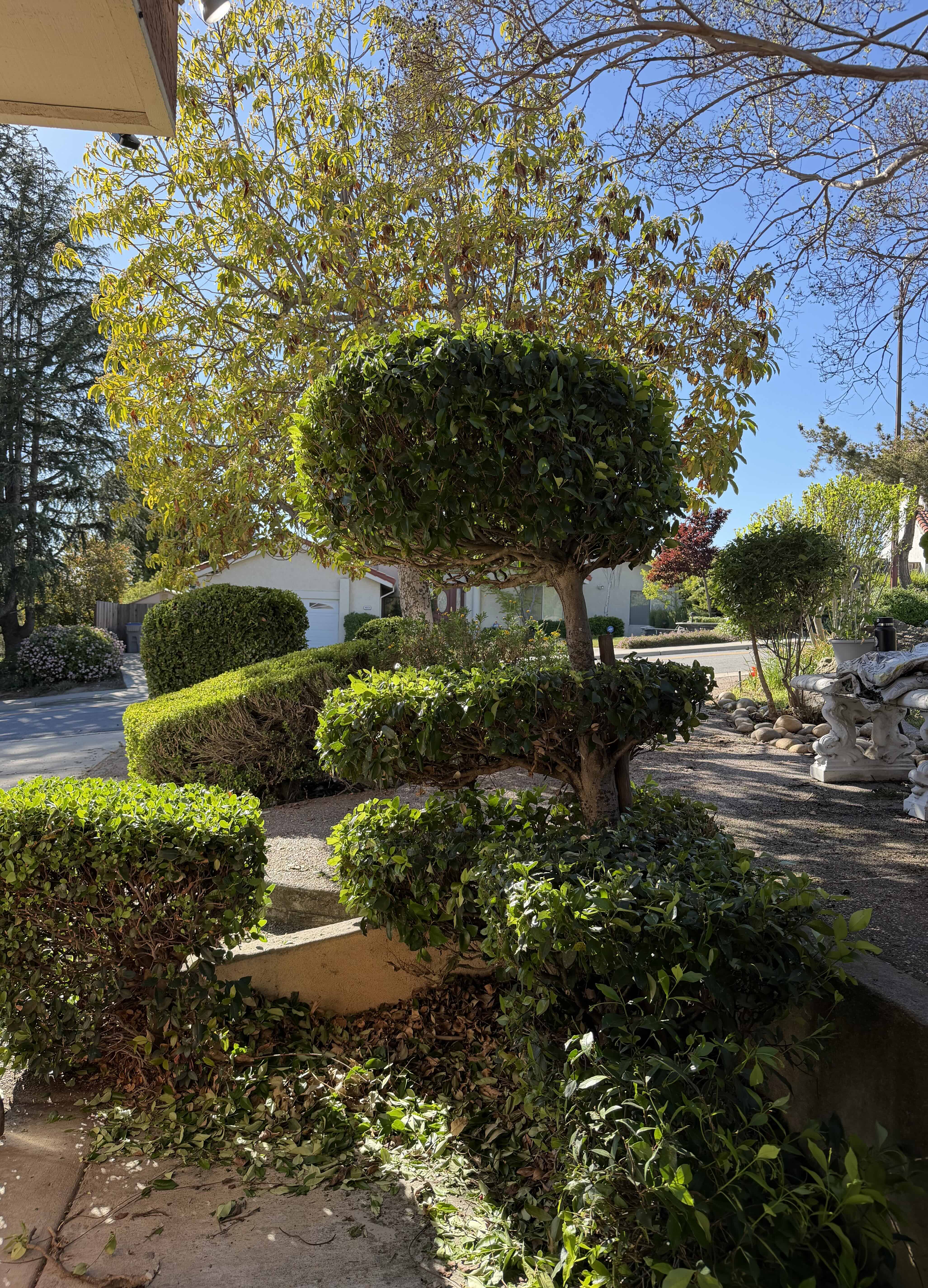 Ornamental shrub shaping and residential landscape maintenance in San Jose CA - Jade Landscape Management