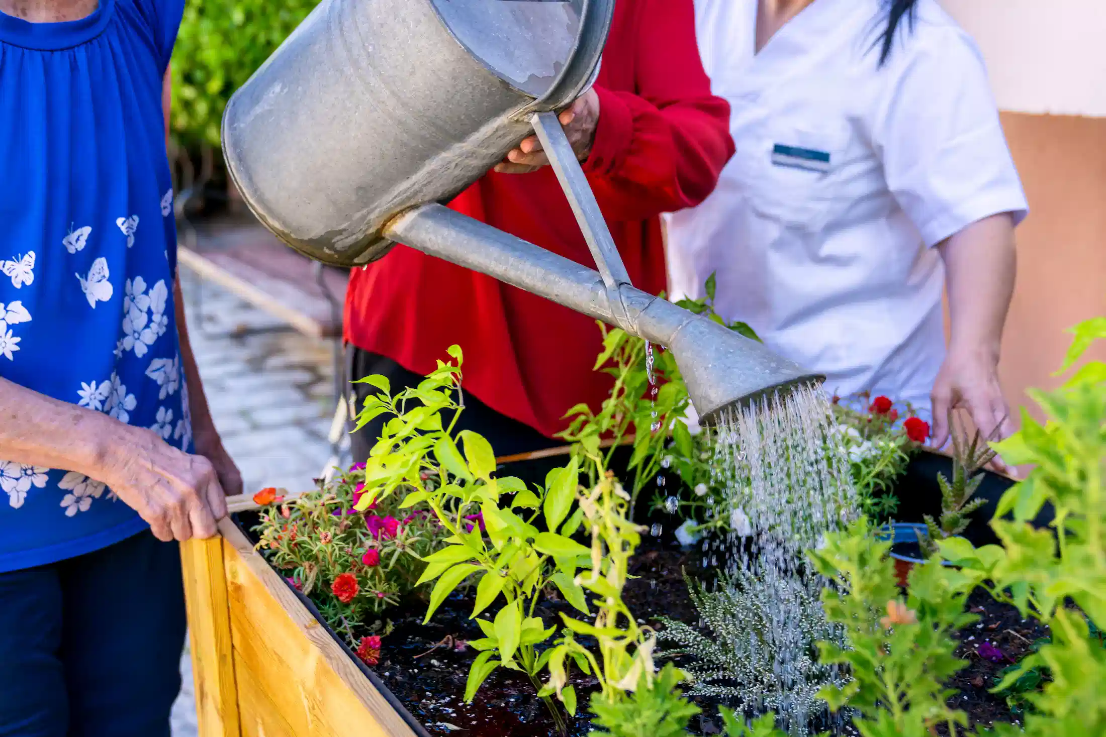 close up watering garden bed in community garden