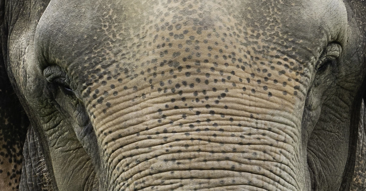 image of diverse wildlife in their natural habitats