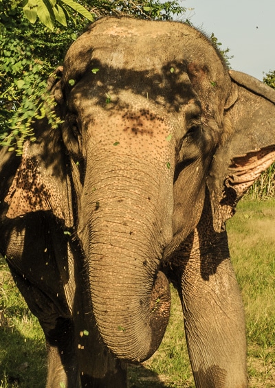 image of diverse wildlife in their natural habitats