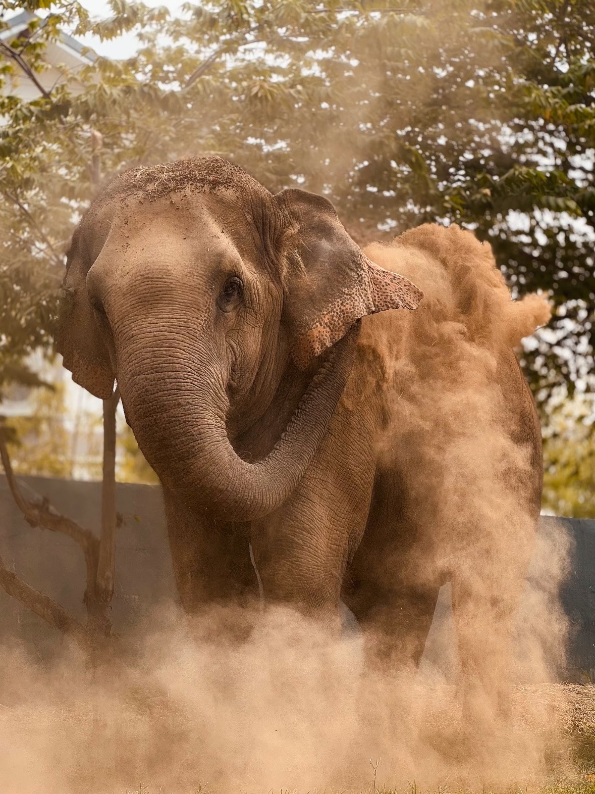 image of stunning wildlife in nature (for a travel agency)
