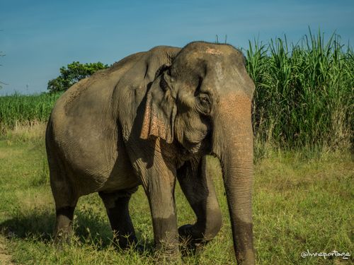 image of stunning wildlife in nature (for a travel agency)