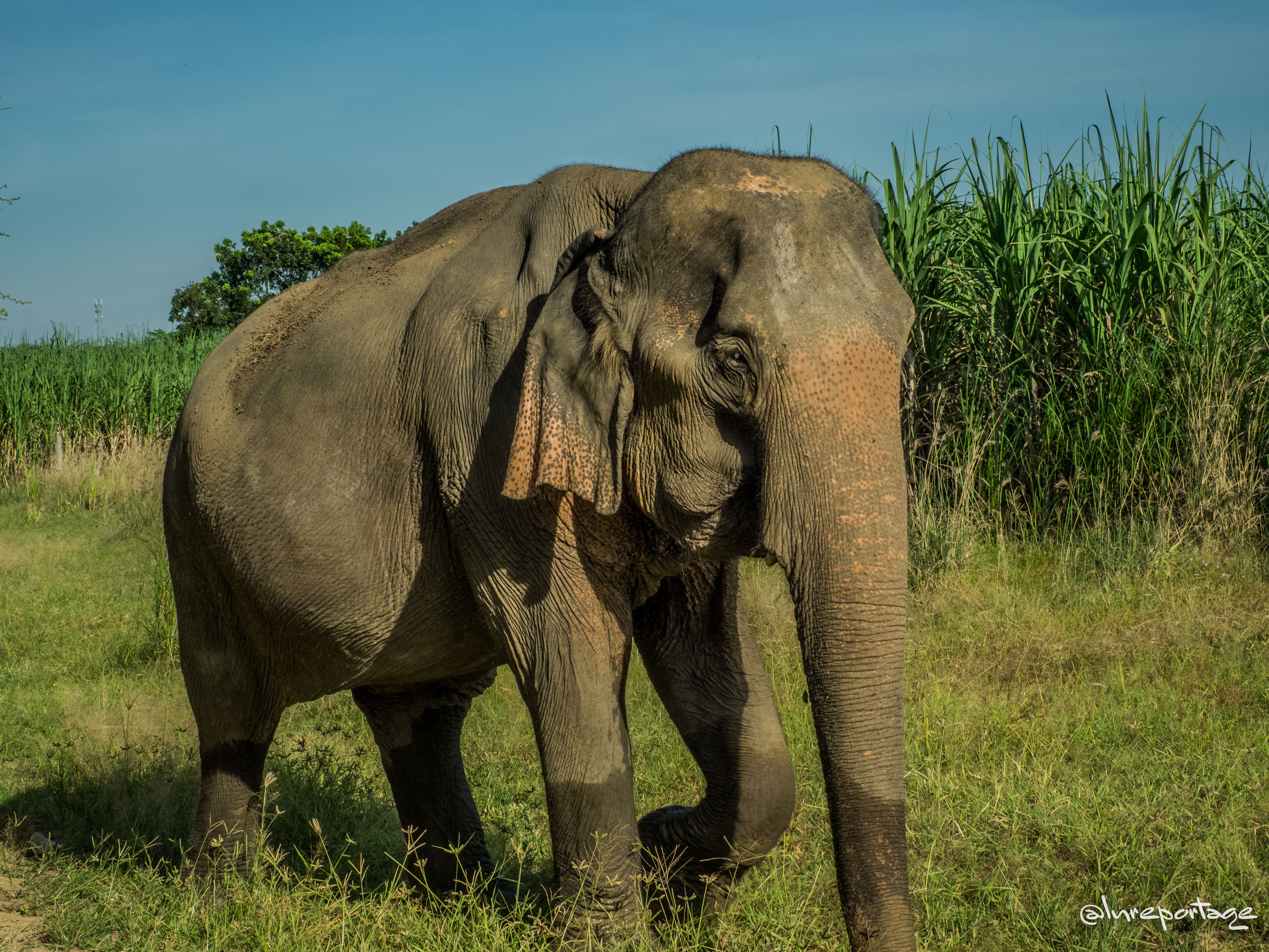 image of stunning wildlife in nature (for a travel agency)