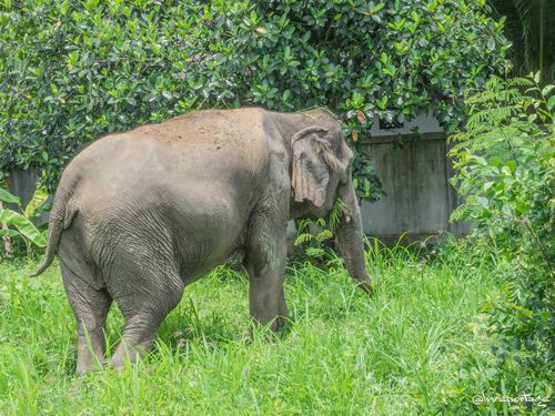 image of stunning wildlife in nature (for a travel agency)