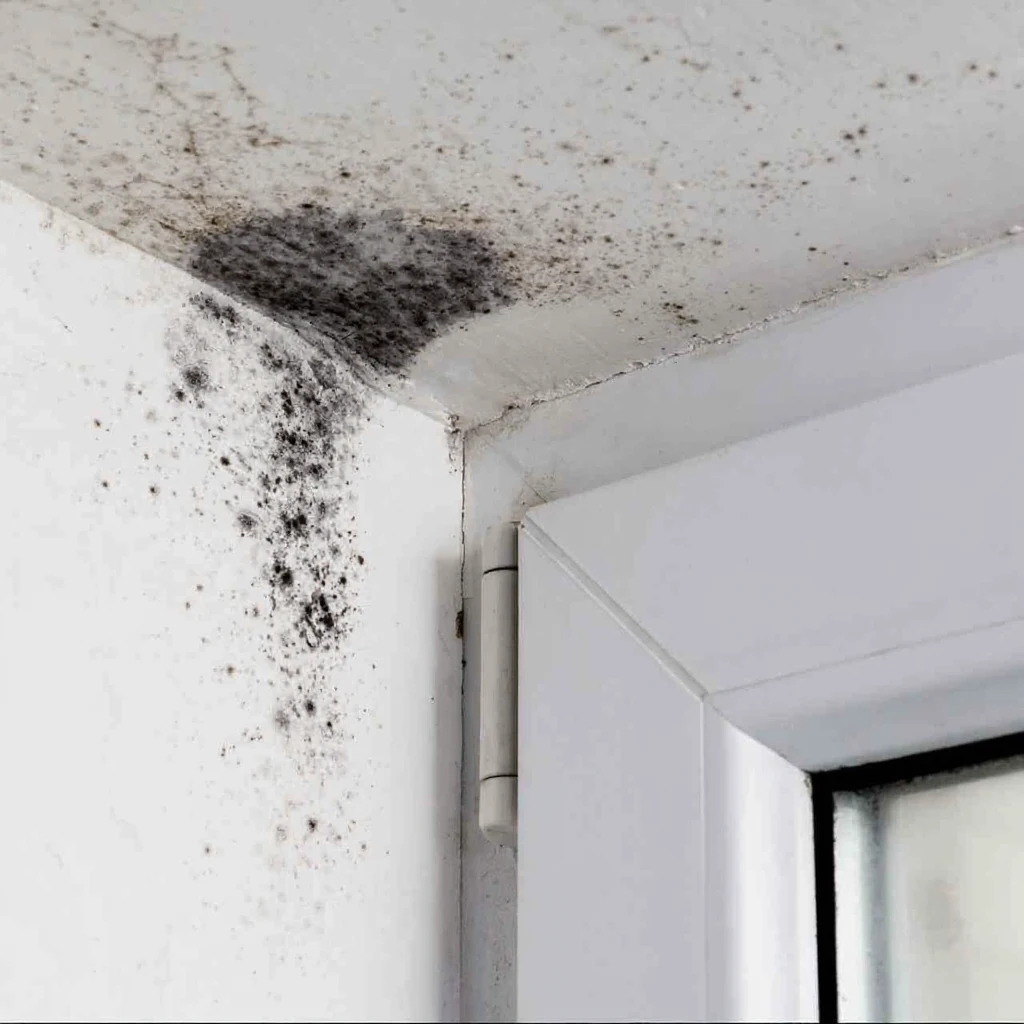 Schimmel an der Wand im Badezimmer