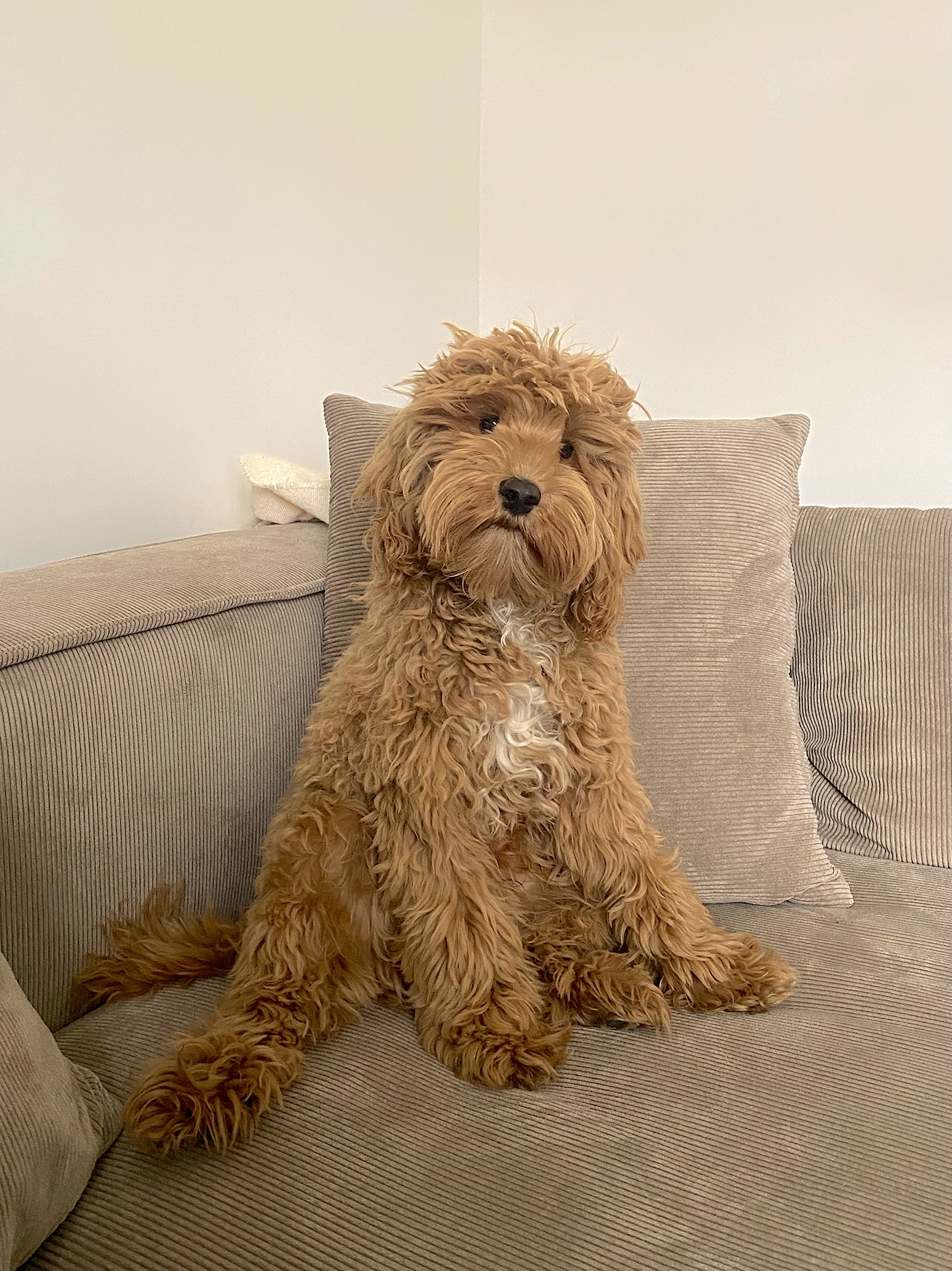 Officedog Pino_2