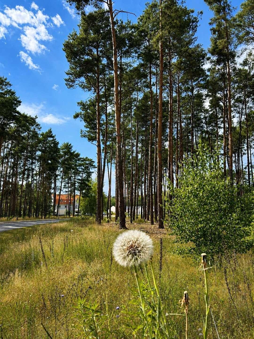 Waldgemeinde Borkwalde