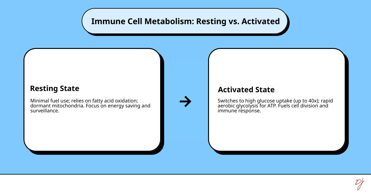 Infographic comparing resting immune cell metabolism (low glucose uptake, high fatty acid oxidation, dormant mitochondria) versus activated immune cell metabolism (high glucose uptake, aerobic glycolysis, rapid ATP production, cell division and cytokine production) - Immune system regulation infographic cause_effect_text