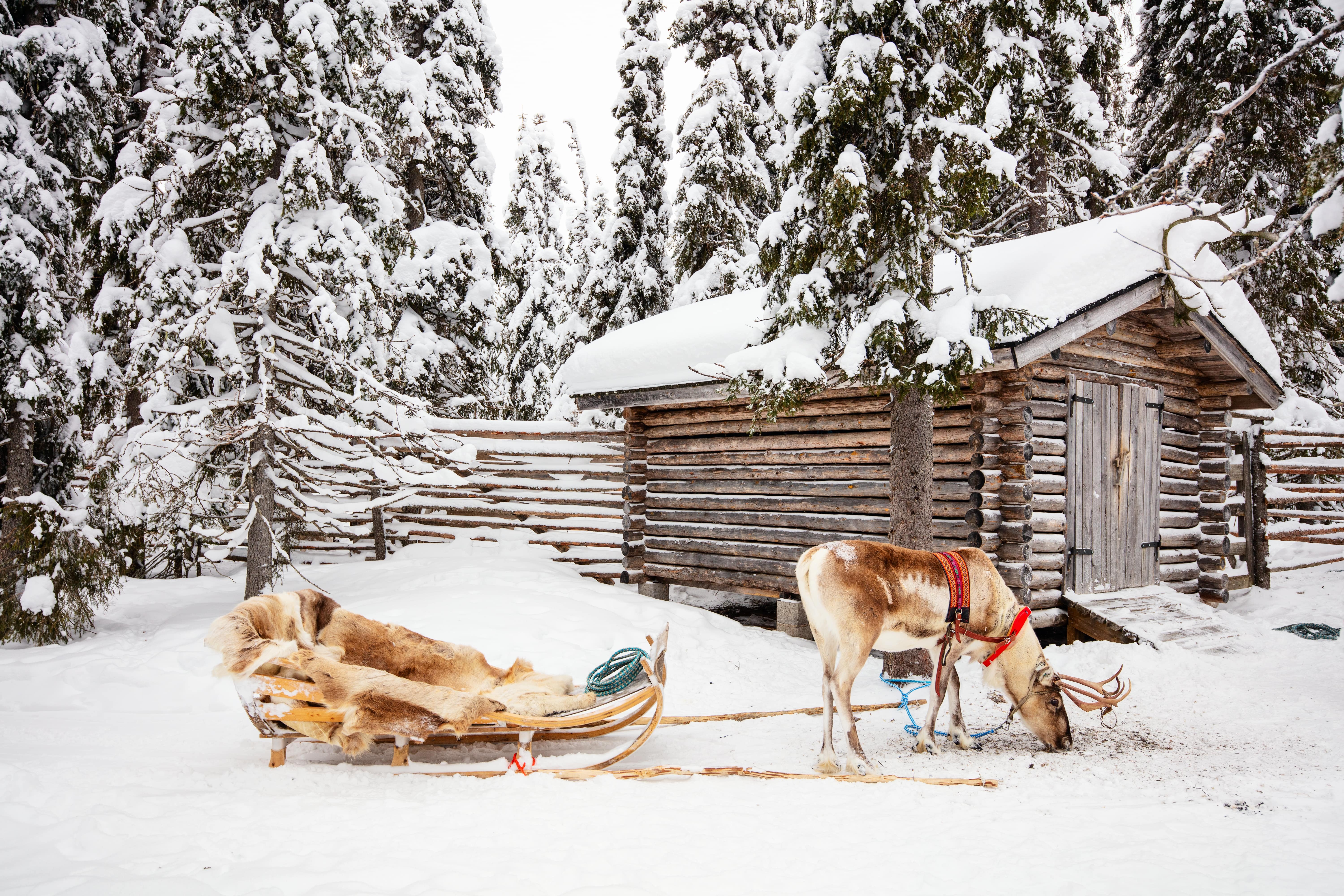 Reindeer with a sleigh in wintertime Lapland, Finland, beside a wooden fence and a cozy Finnish cabin.